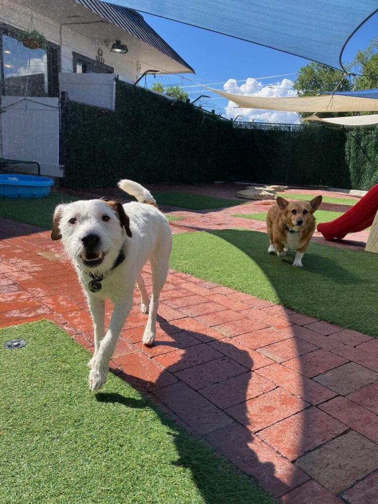 Happy guest at The Pet Ranch, photo 140