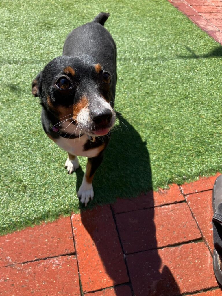 Happy guest at The Pet Ranch, photo 141