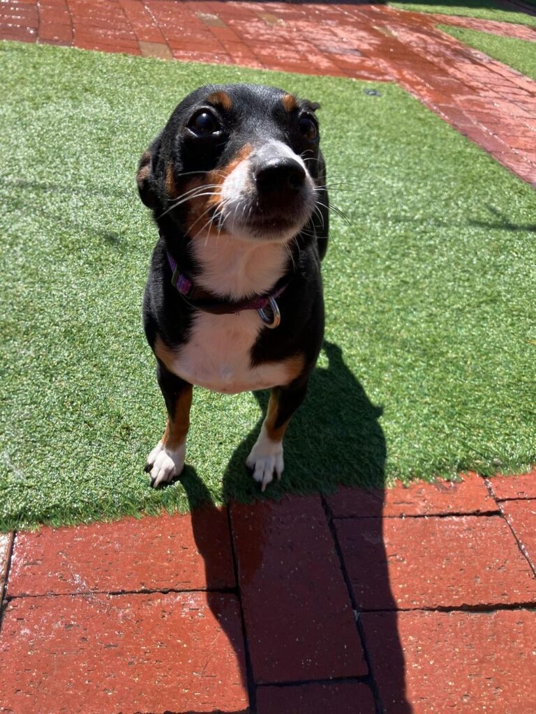 Happy guest at The Pet Ranch, photo 142