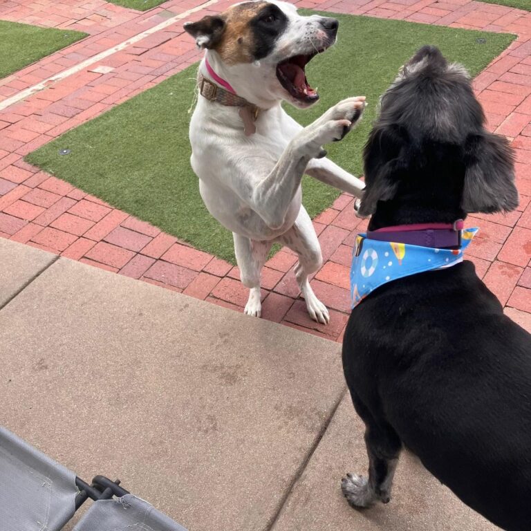 Happy guest at The Pet Ranch, photo 143