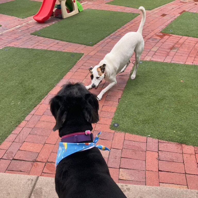 Happy guest at The Pet Ranch, photo 144