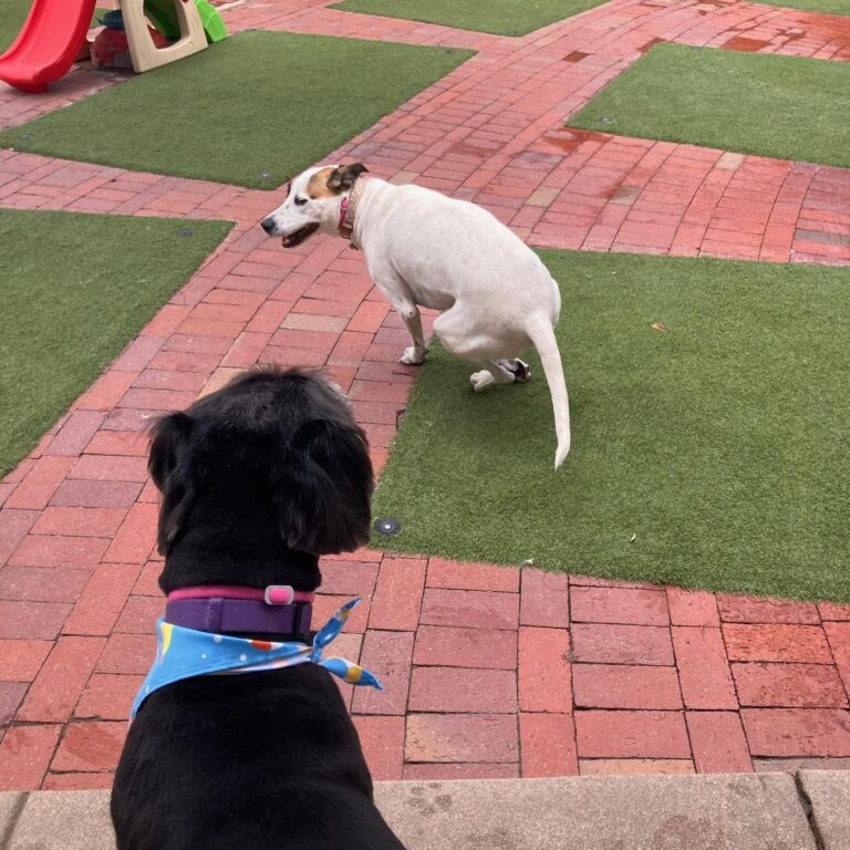 Happy guest at The Pet Ranch, photo 145