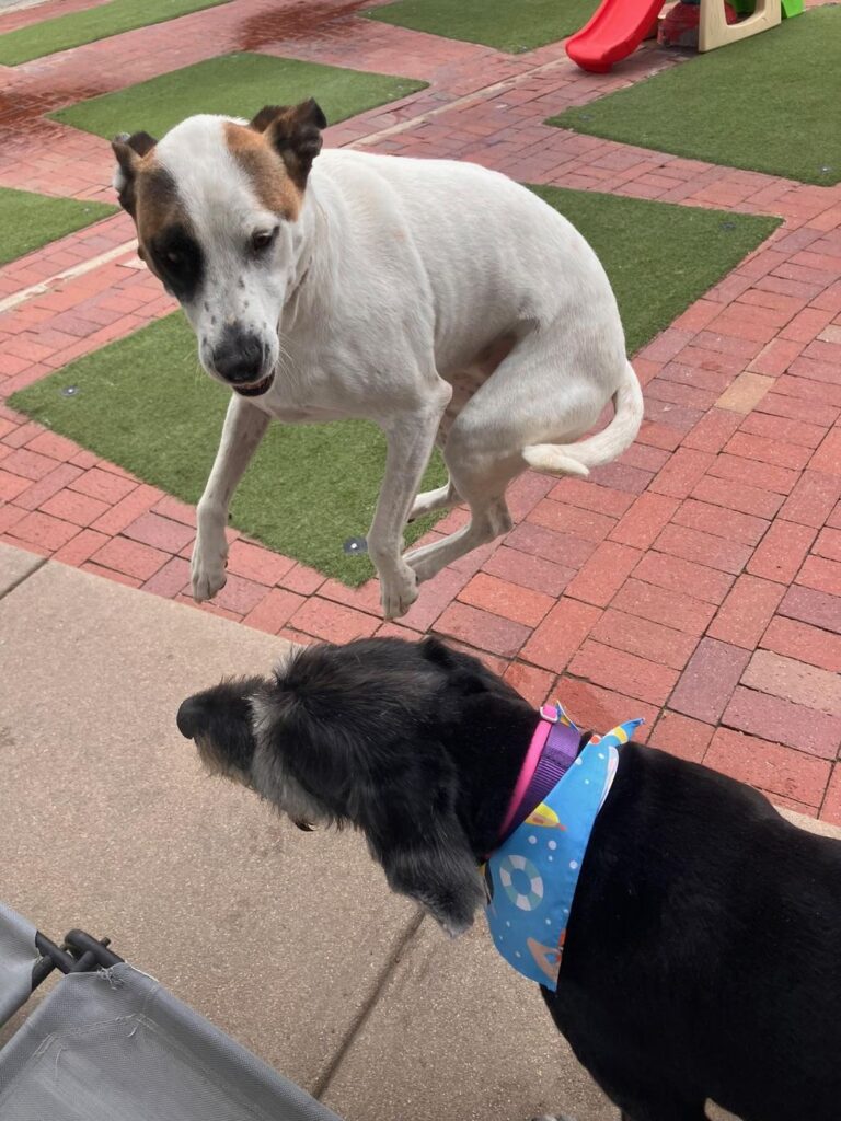 Happy guest at The Pet Ranch, photo 146
