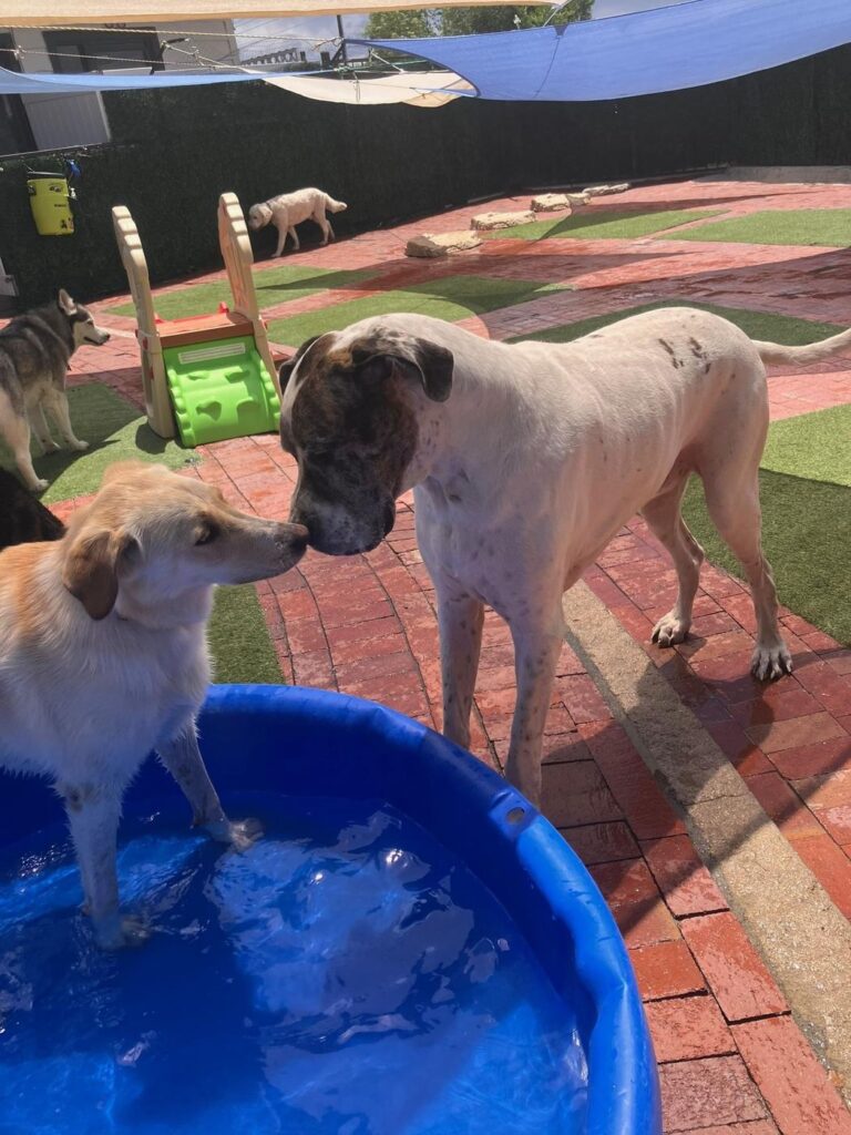 Happy guest at The Pet Ranch, photo 147