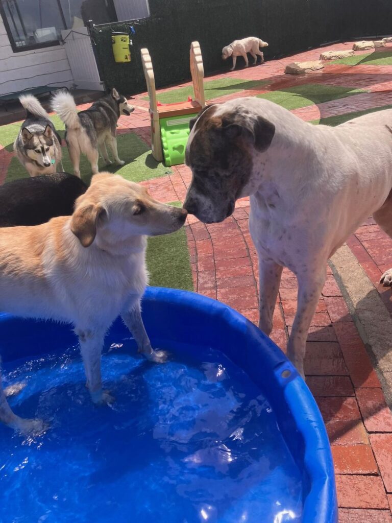 Happy guest at The Pet Ranch, photo 148