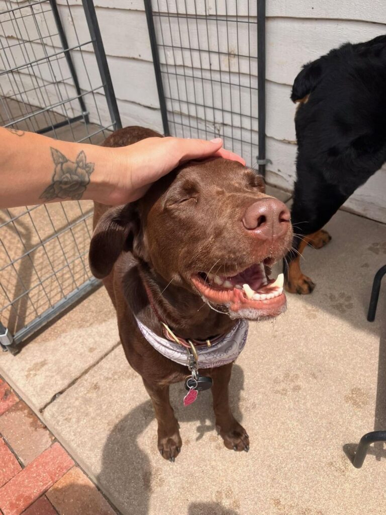 Happy guest at The Pet Ranch, photo 149