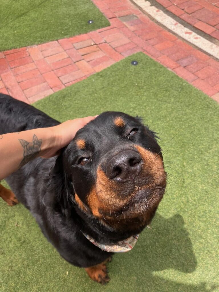 Happy guest at The Pet Ranch, photo 151