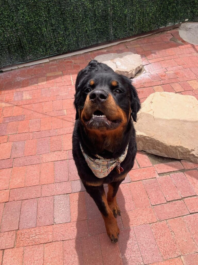 Happy guest at The Pet Ranch, photo 152