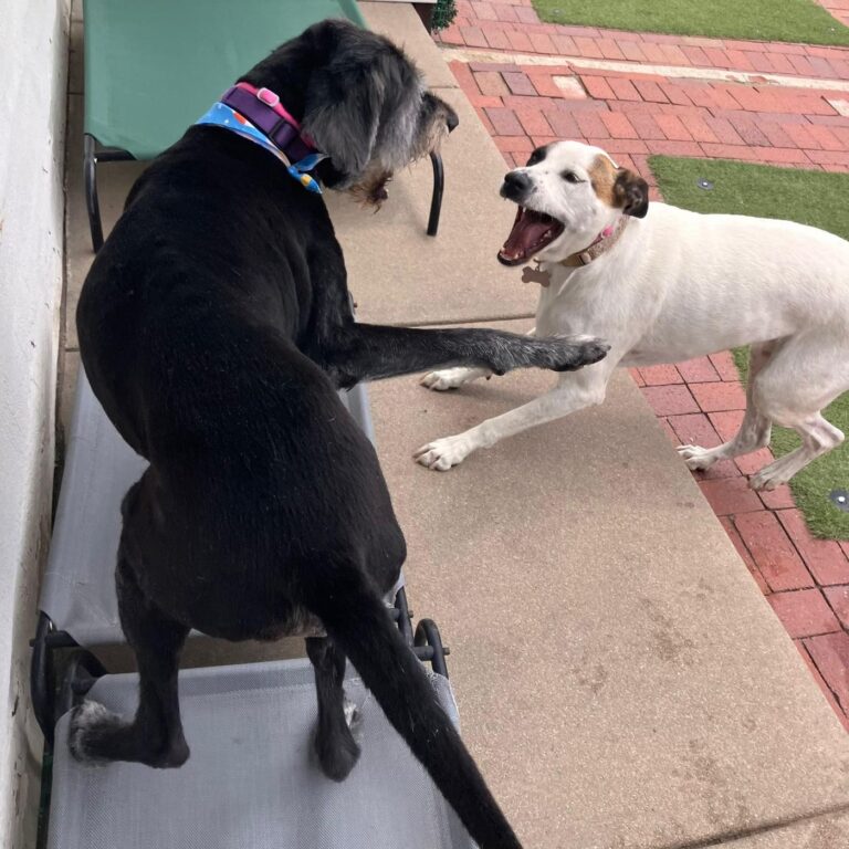 Happy guest at The Pet Ranch, photo 153