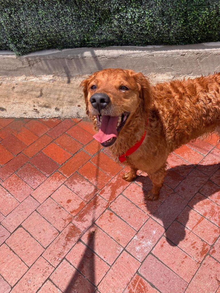Happy guest at The Pet Ranch, photo 154