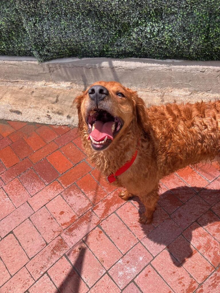 Happy guest at The Pet Ranch, photo 155