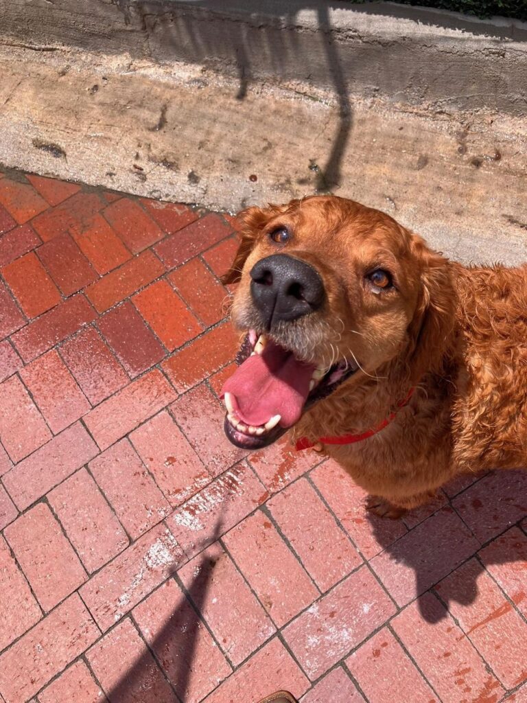 Happy guest at The Pet Ranch, photo 156