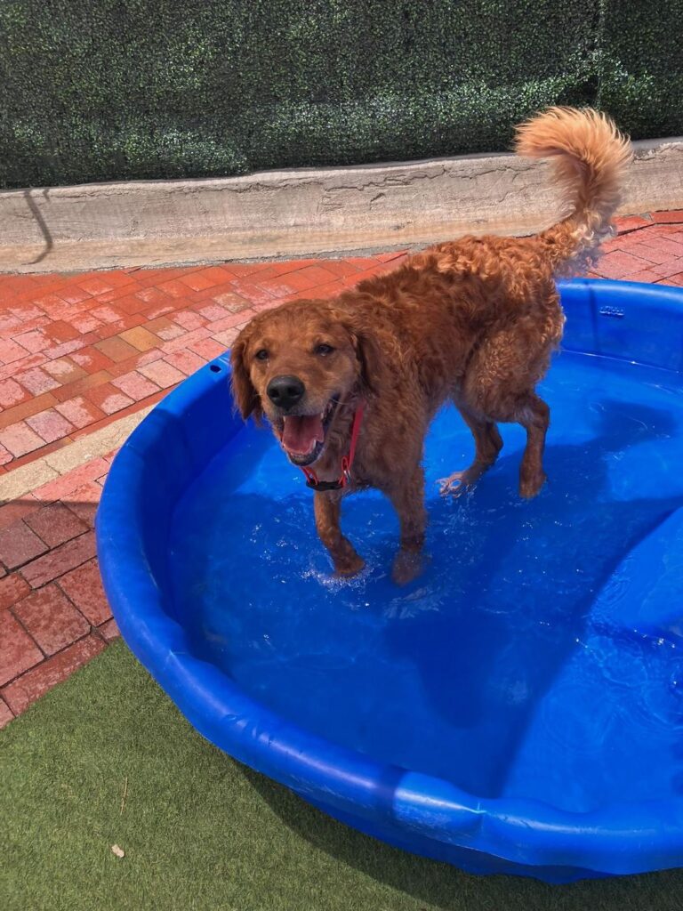 Happy guest at The Pet Ranch, photo 157