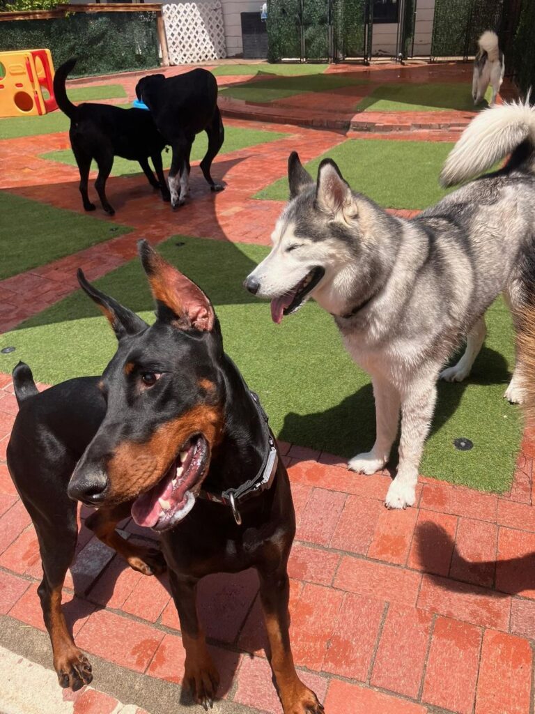 Happy guest at The Pet Ranch, photo 158