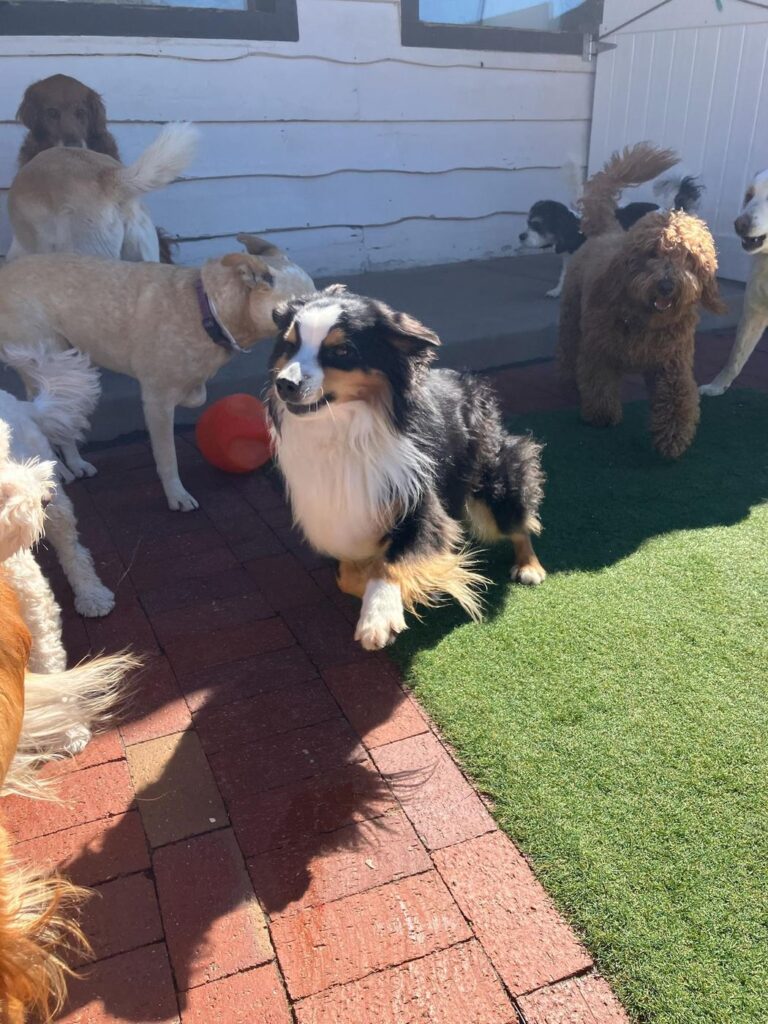 Happy guest at The Pet Ranch, photo 159