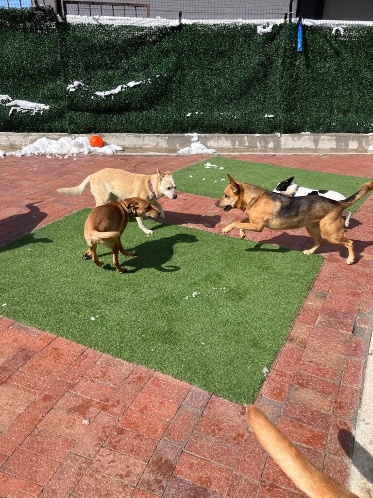 Happy guest at The Pet Ranch, photo 160
