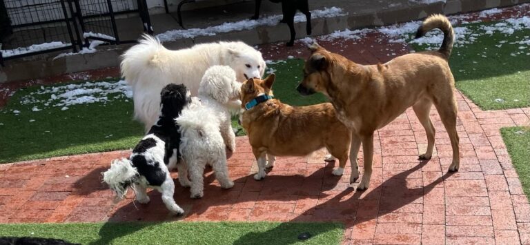 Happy guest at The Pet Ranch, photo 161
