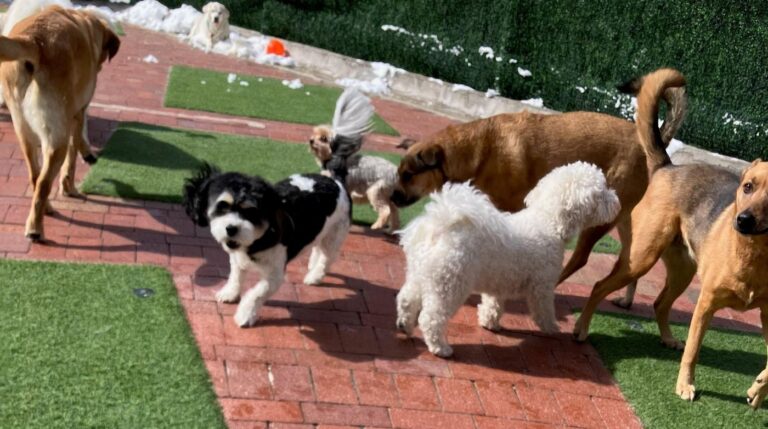 Happy guest at The Pet Ranch, photo 162