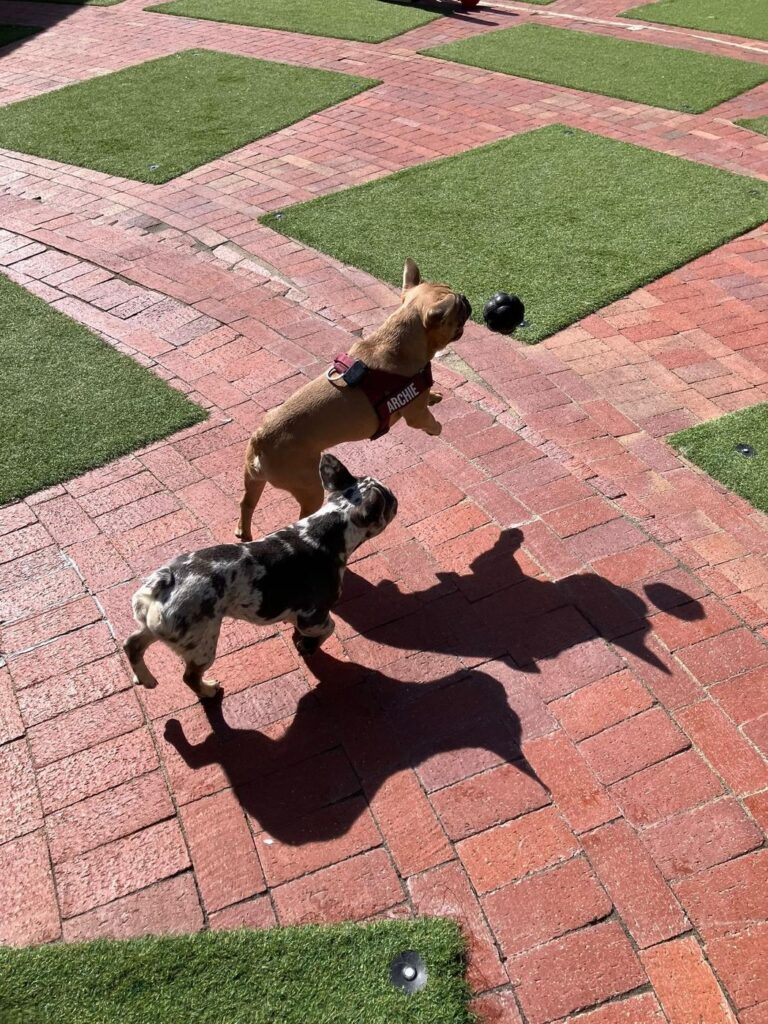 Happy guest at The Pet Ranch, photo 163