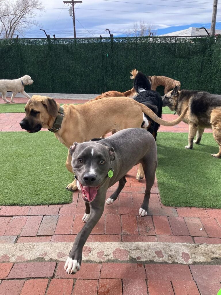Happy guest at The Pet Ranch, photo 164