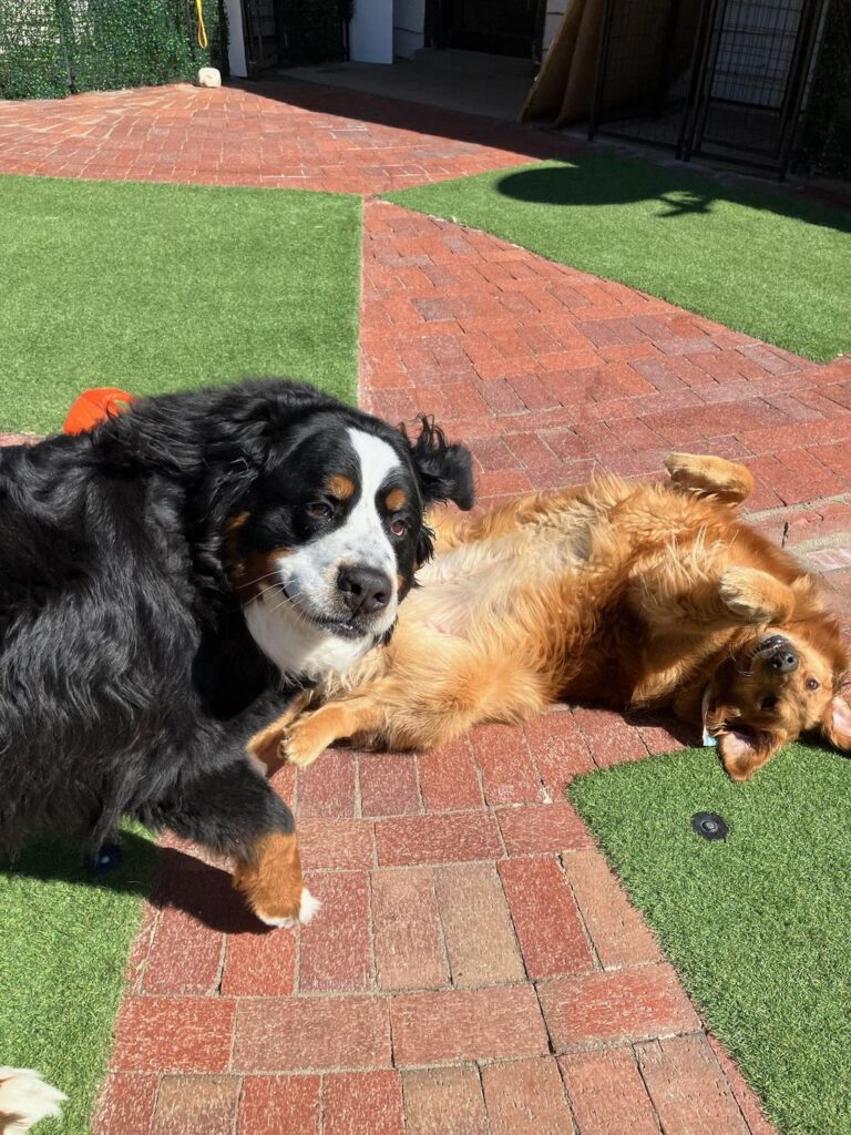 Happy guest at The Pet Ranch, photo 165