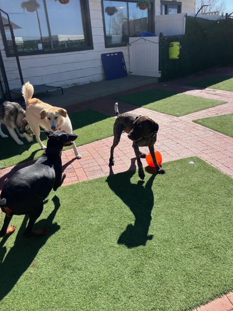 Happy guest at The Pet Ranch, photo 166