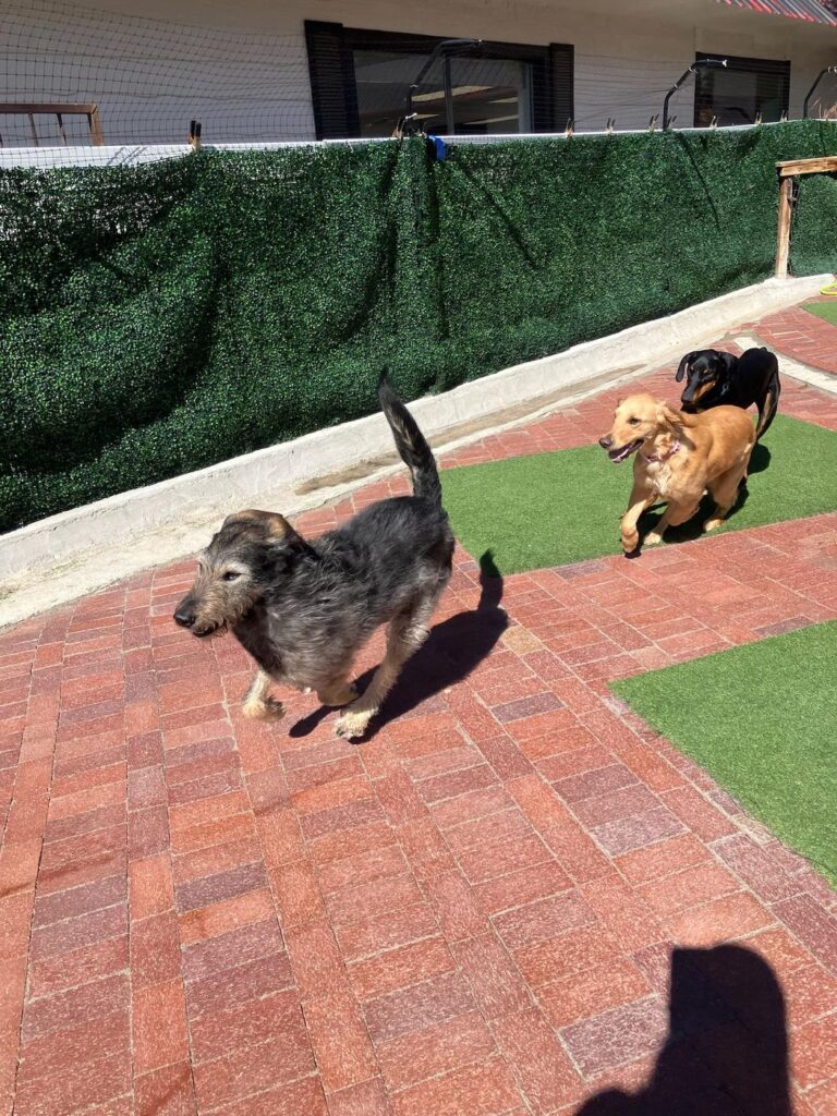 Happy guest at The Pet Ranch, photo 167