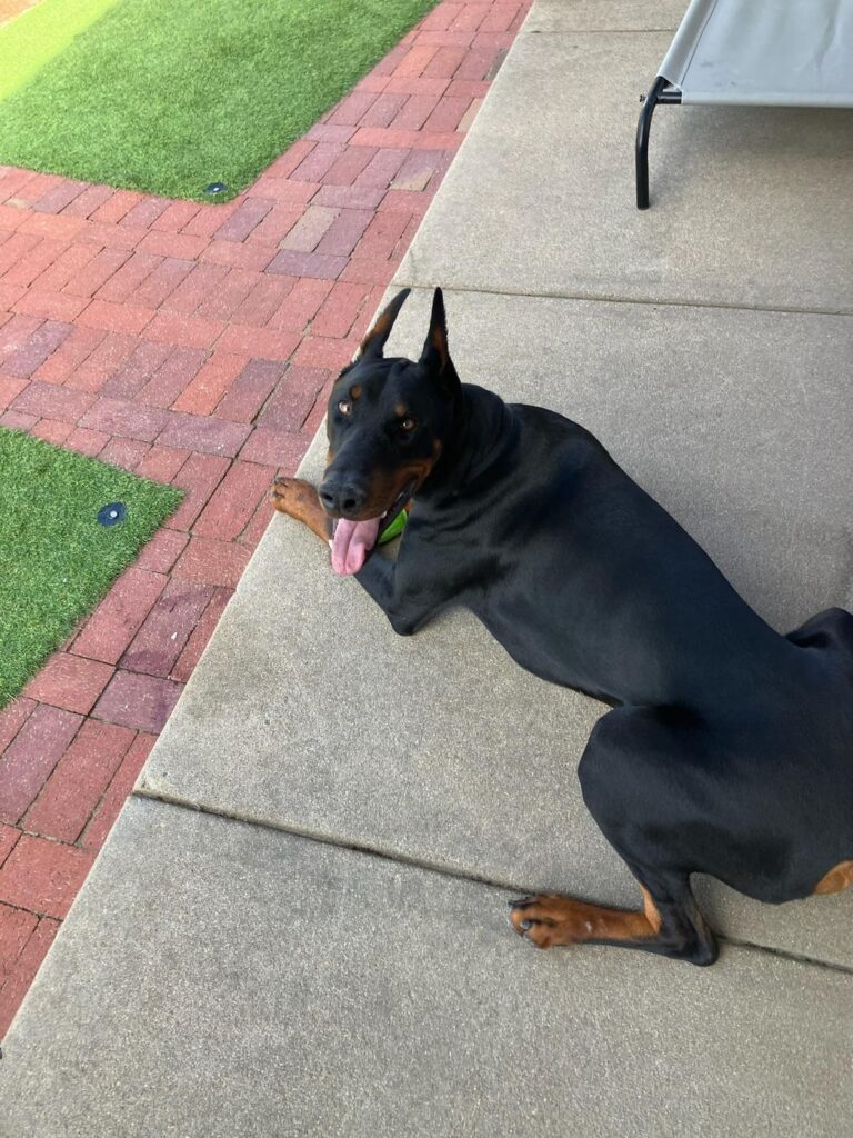 Happy guest at The Pet Ranch, photo 168