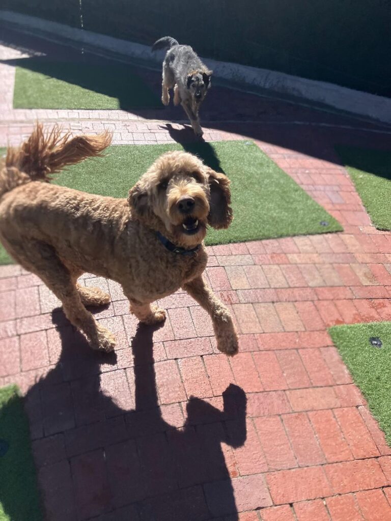 Happy guest at The Pet Ranch, photo 169