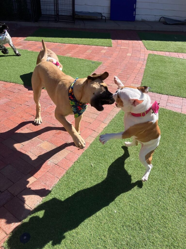 Happy guest at The Pet Ranch, photo 170
