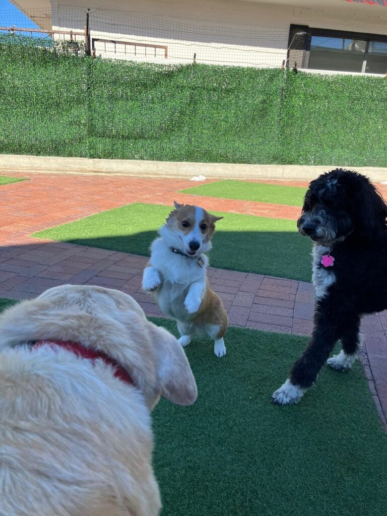 Happy guest at The Pet Ranch, photo 171