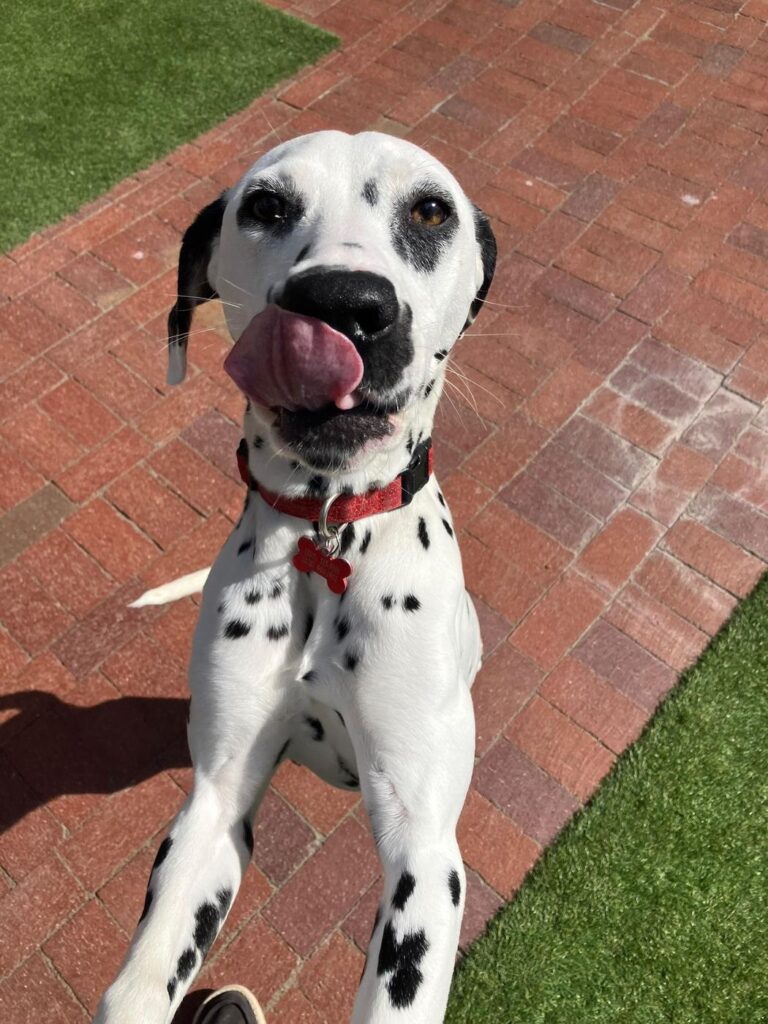 Happy guest at The Pet Ranch, photo 174