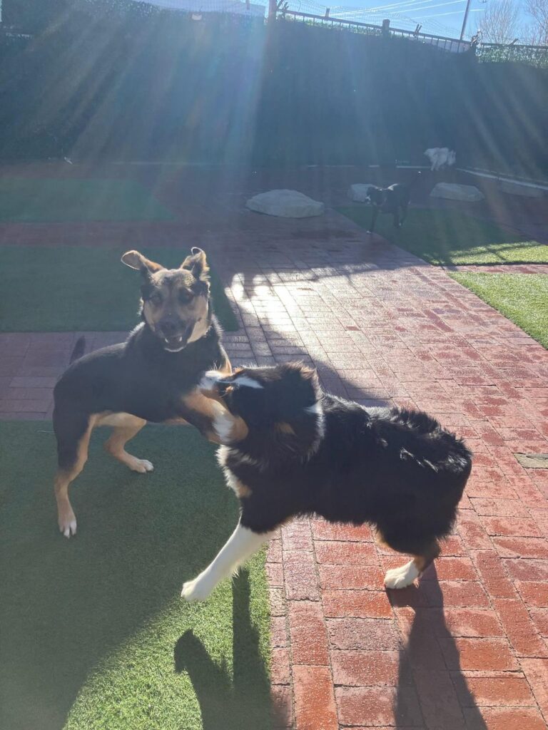 Happy guest at The Pet Ranch, photo 175