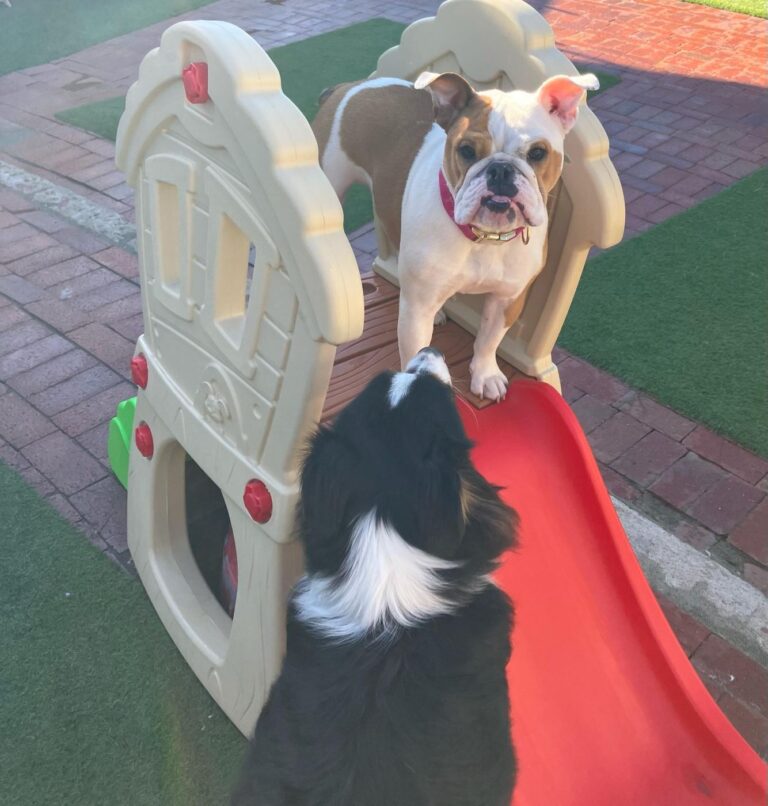 Happy guest at The Pet Ranch, photo 176