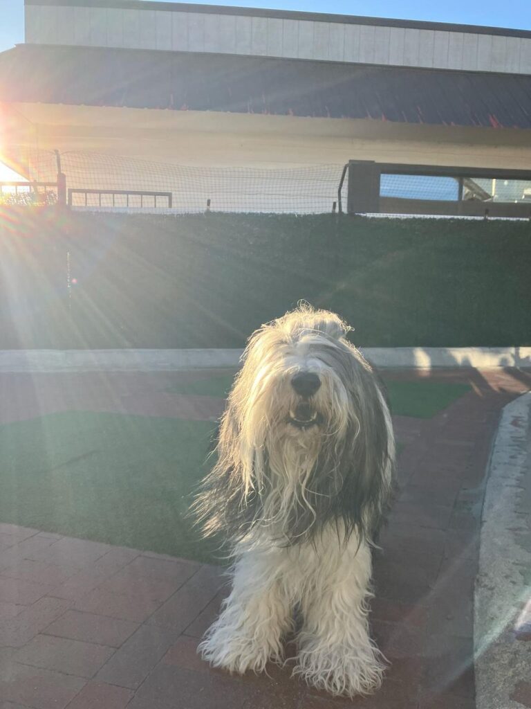 Happy guest at The Pet Ranch, photo 177