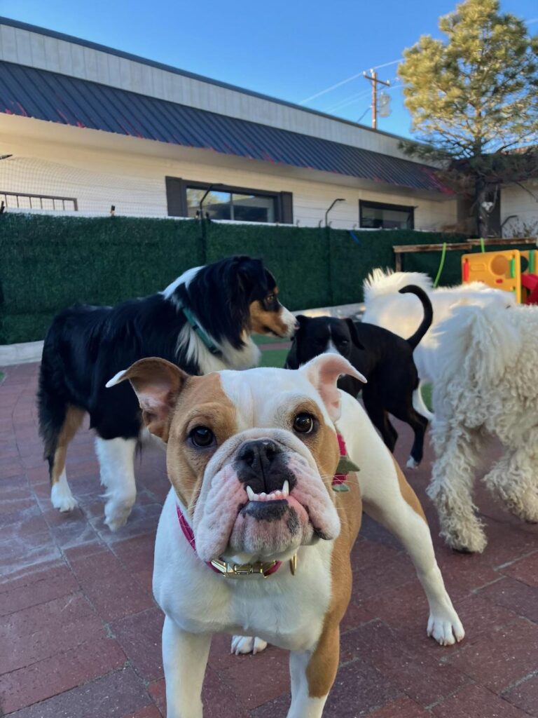Happy guest at The Pet Ranch, photo 178