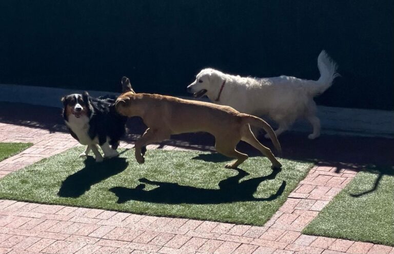 Happy guest at The Pet Ranch, photo 180