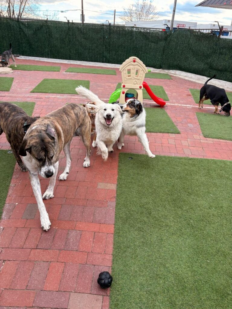 Happy guest at The Pet Ranch, photo 182