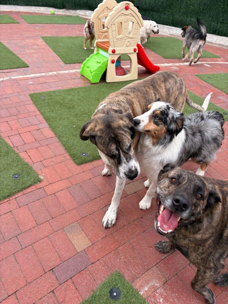 Happy guest at The Pet Ranch, photo 183
