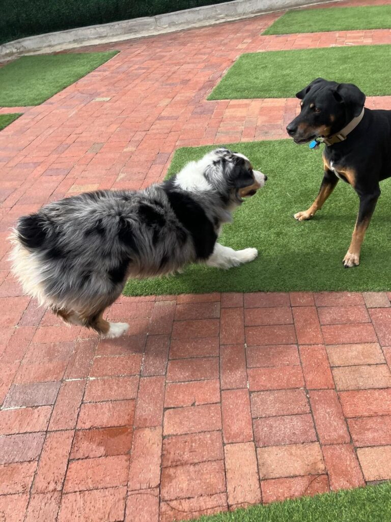 Happy guest at The Pet Ranch, photo 184