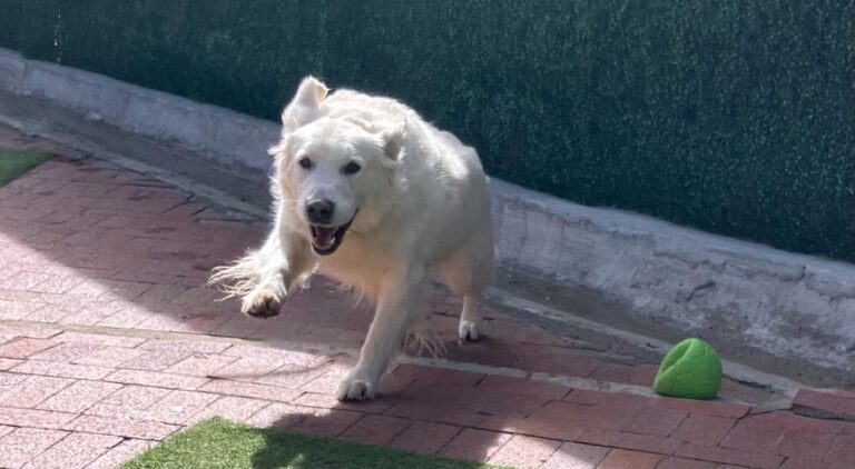 Happy guest at The Pet Ranch, photo 185