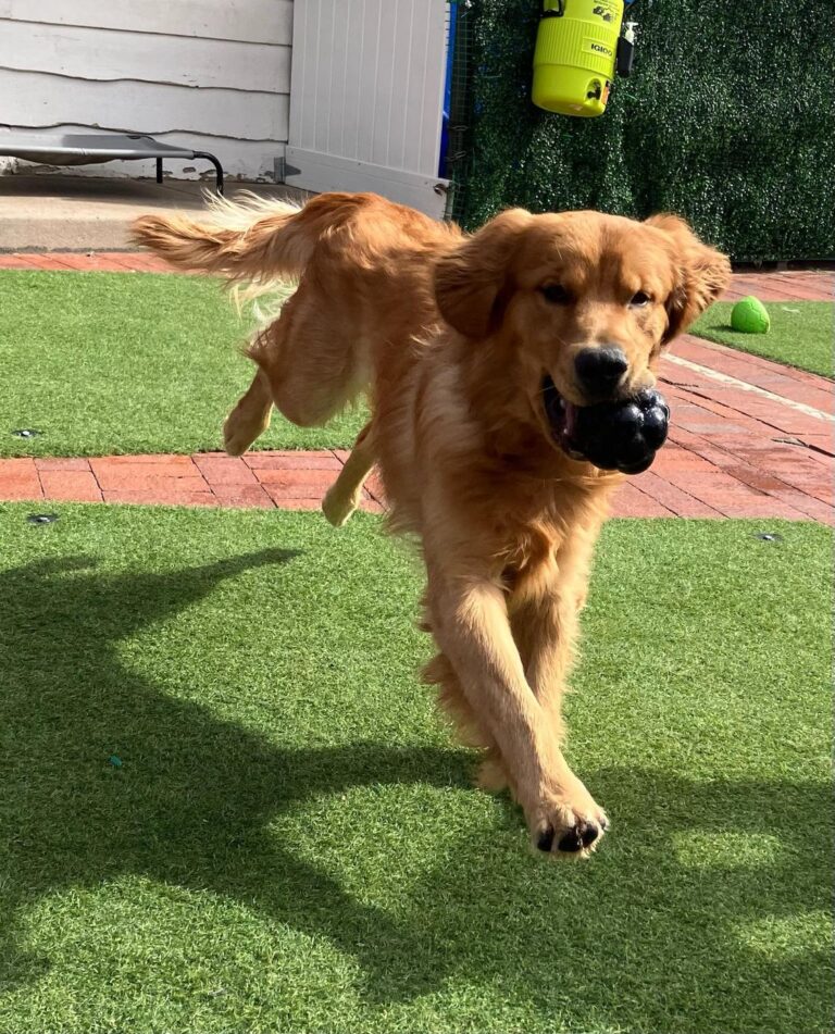 Happy guest at The Pet Ranch, photo 186