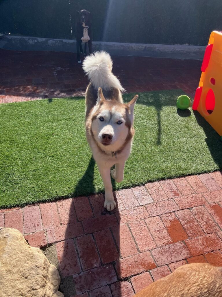 Happy guest at The Pet Ranch, photo 188