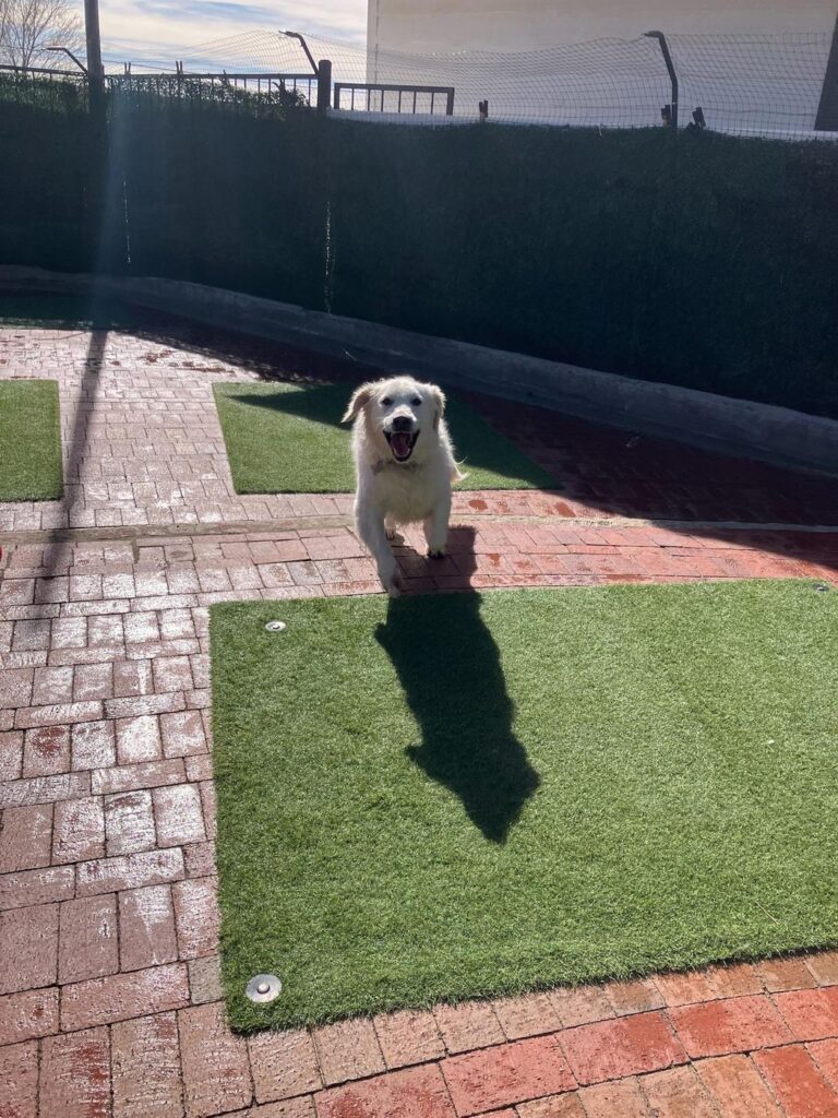 Happy guest at The Pet Ranch, photo 189