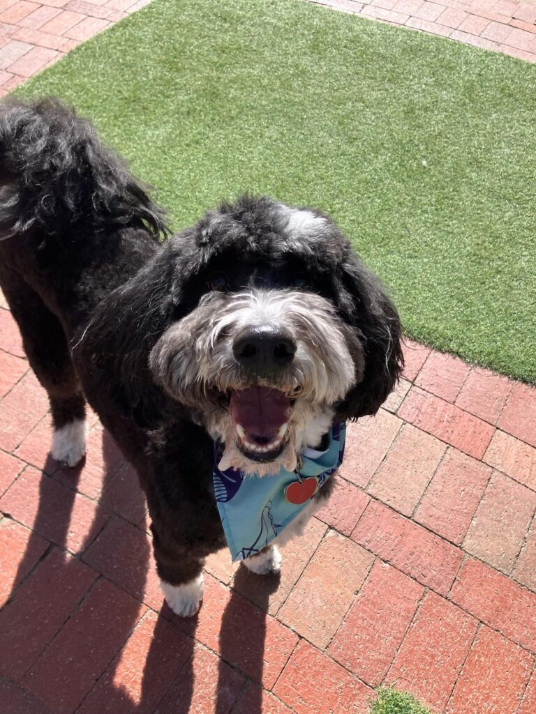 Happy guest at The Pet Ranch, photo 190