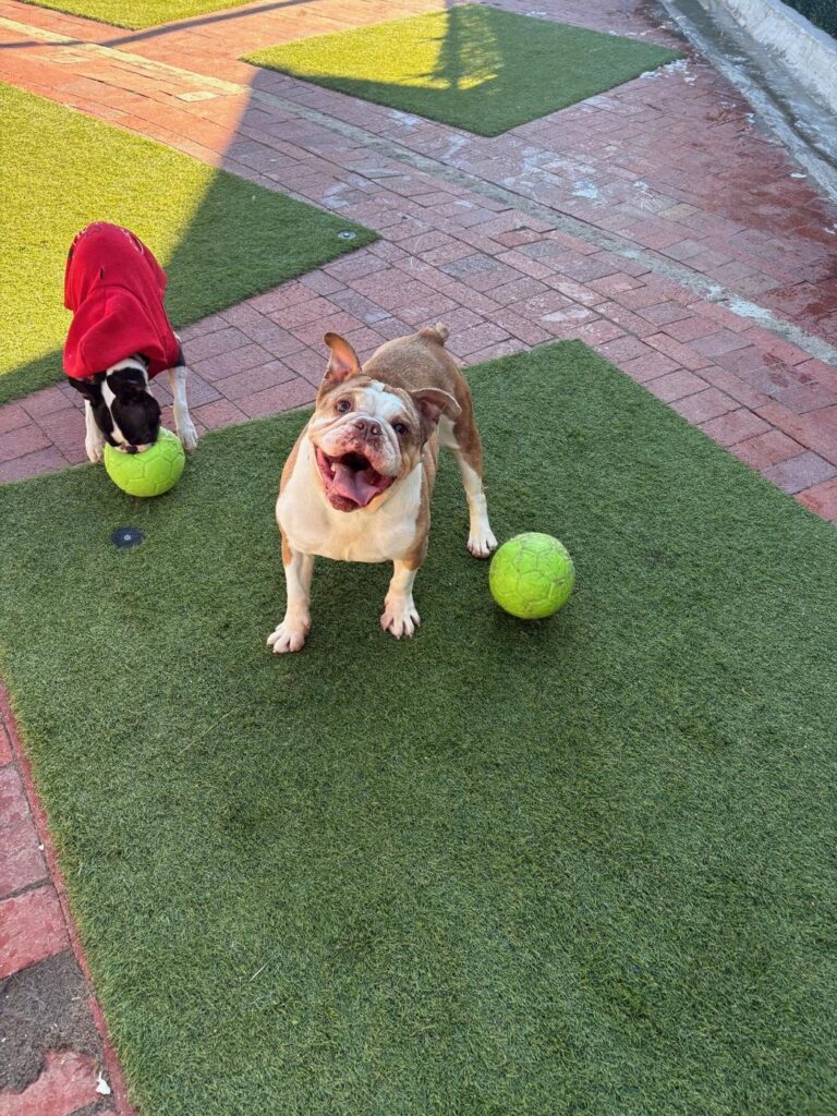 Happy guest at The Pet Ranch, photo 192