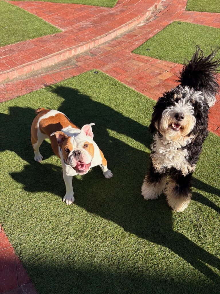 Happy guest at The Pet Ranch, photo 193