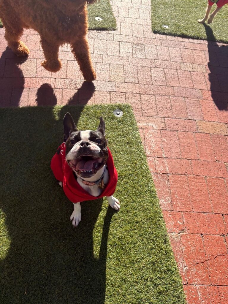 Happy guest at The Pet Ranch, photo 195