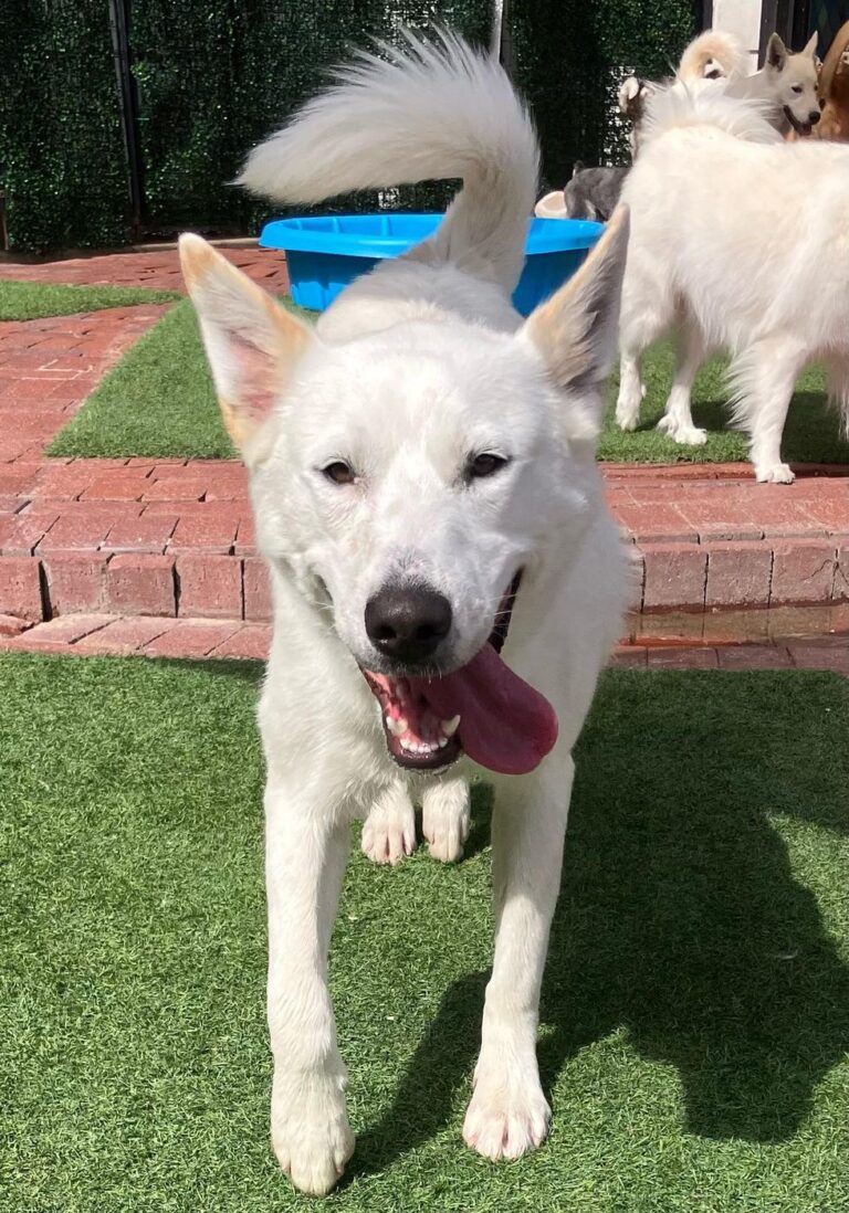 Happy guest at The Pet Ranch, photo 196
