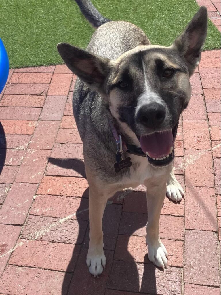 Happy guest at The Pet Ranch, photo 197